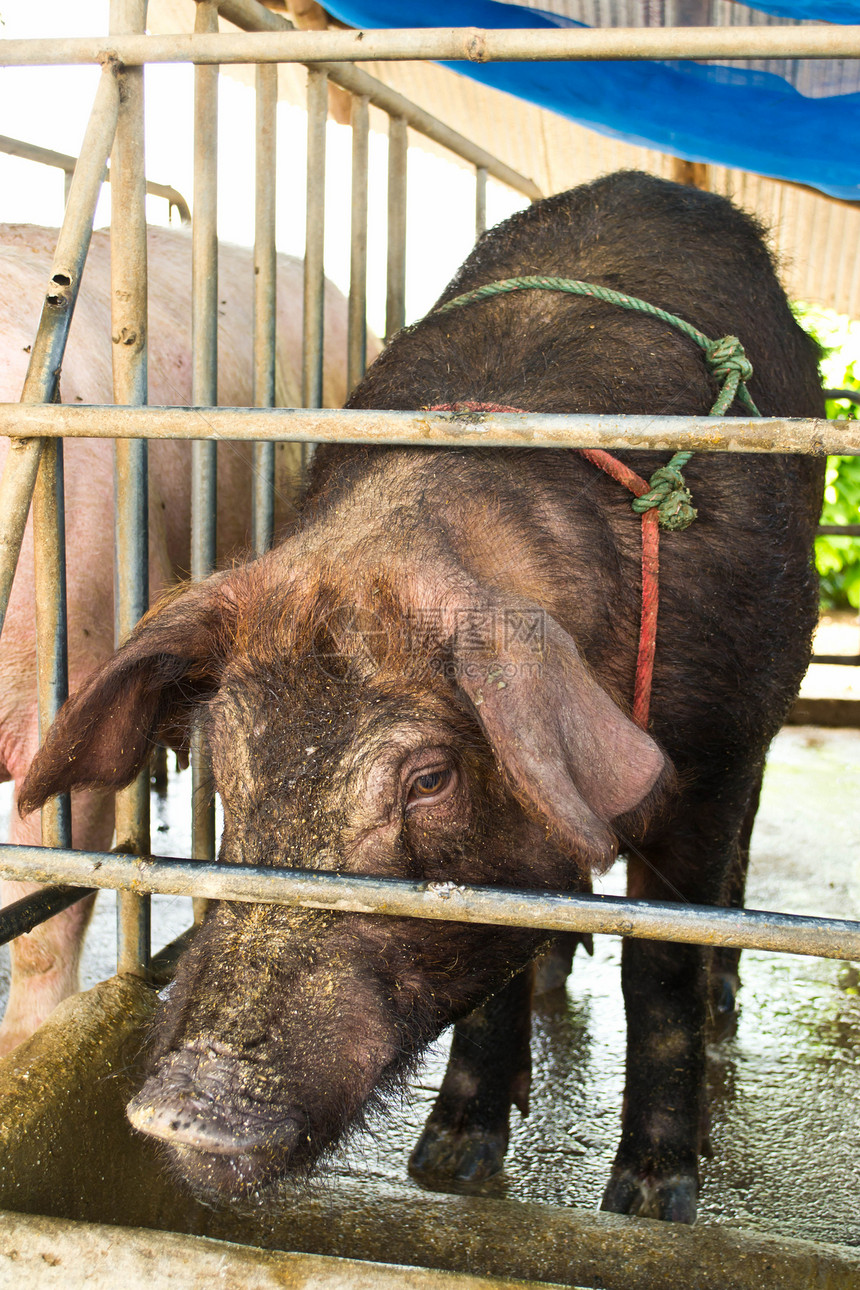 传统农场的猪鼻子家畜小猪乡村谷仓农业团体稻草哺乳动物粉色图片