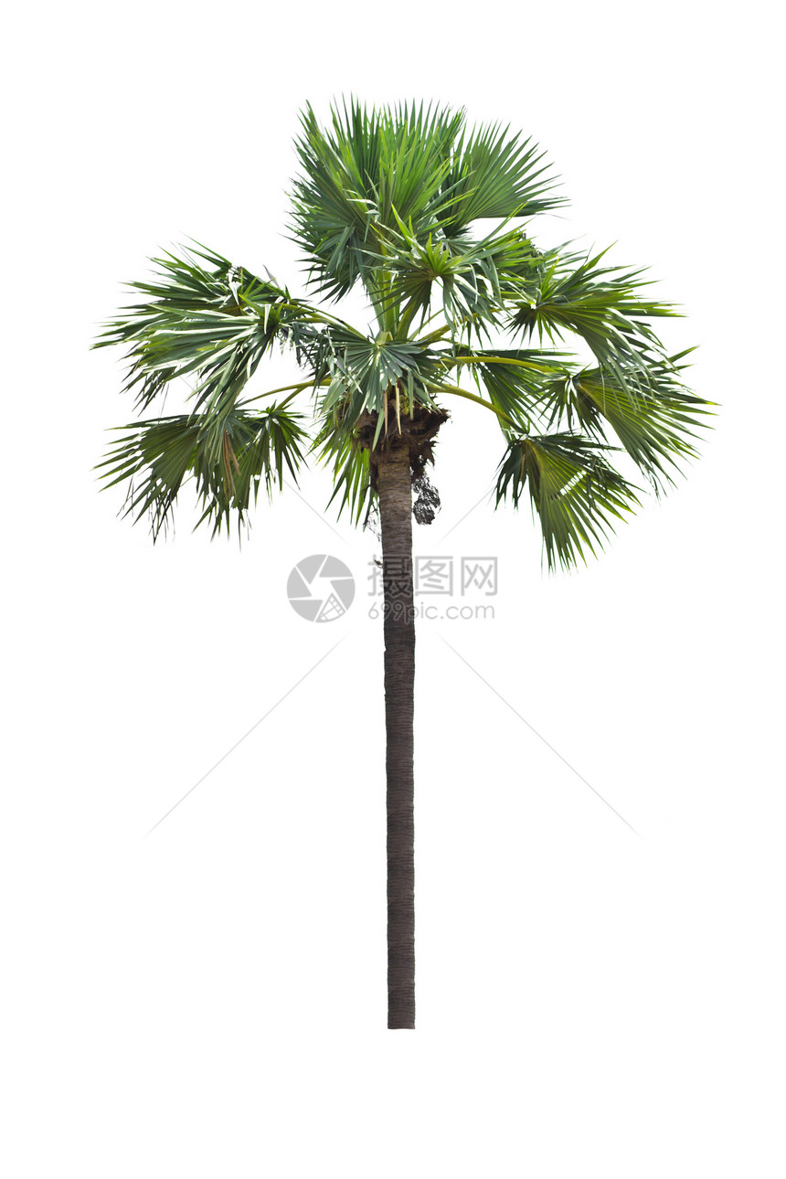 白色背景的棕榈树生长情调树干植物学植物群热带绿色叶子异国植物图片