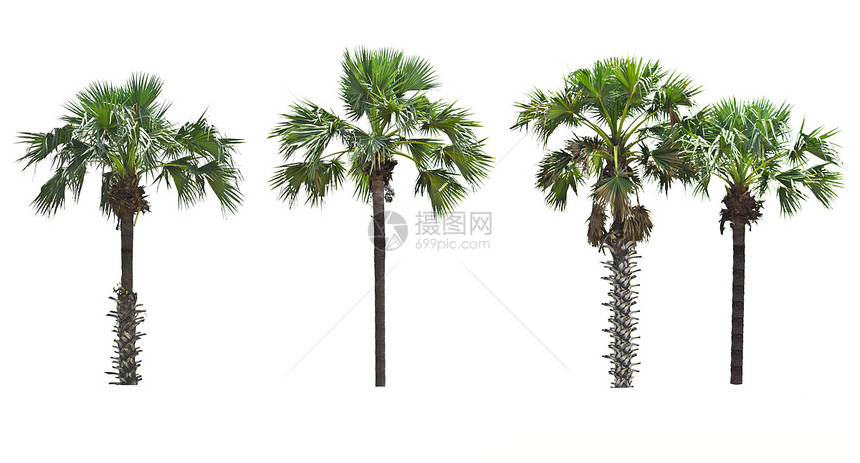 白色背景的棕榈树气候树干异国叶子植物群生长绿色热带植物情调图片
