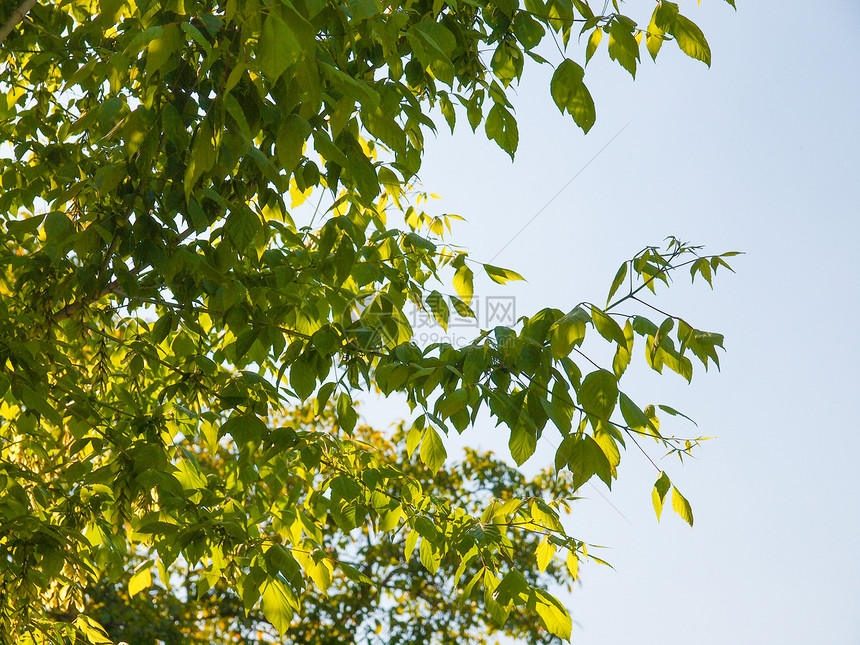 树树顶绿色树叶材料天空叶子蓝色图片