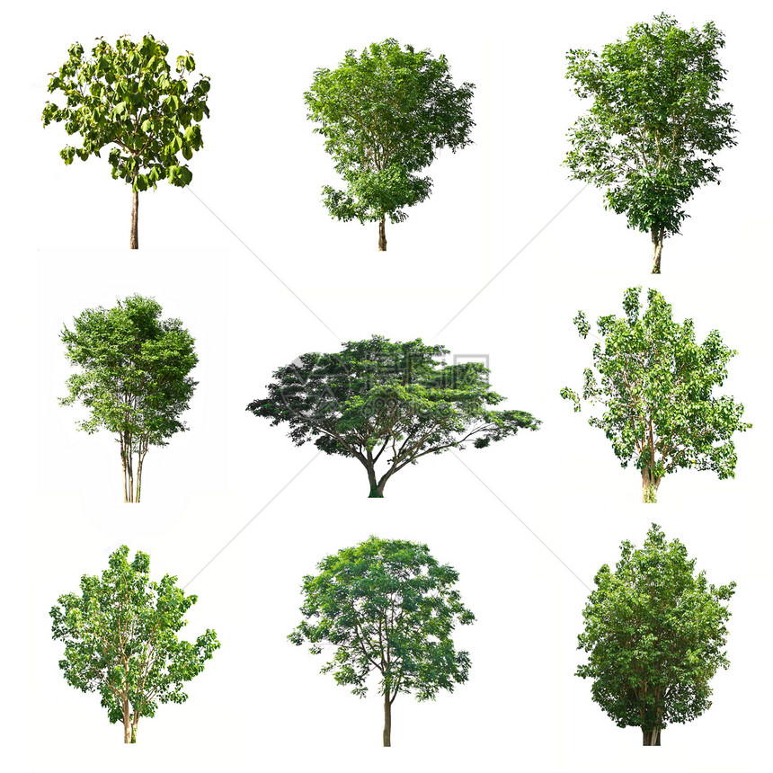 白色背景上隔离的一组树季节团体森林季节性丛林绿色环境收藏植物学植物图片