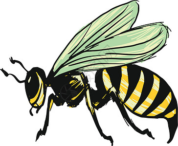 昆虫手绘黄蜂黄色夹克宏观昆虫荒野草图蜜蜂条纹卡通片黑色设计图片