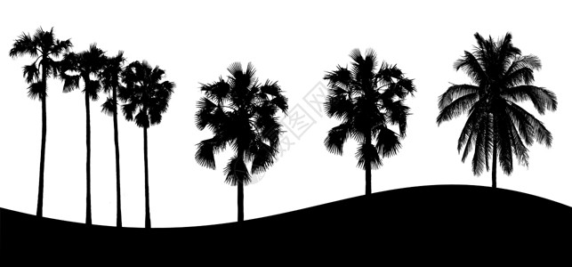 白色剪影素材白色背景上的树轮尾图集植物叶子木头黑色松树收藏插图剪影桦木艺术背景