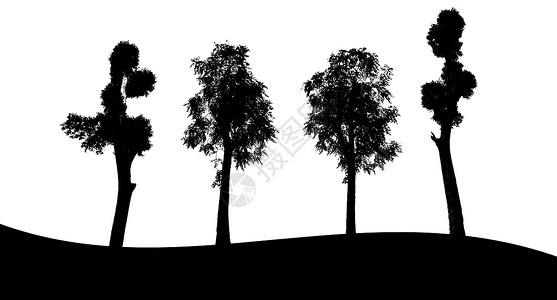 树剪影黑色白色背景上的树轮尾图集桦木森林树木植物叶子黑色木头剪影插图收藏背景