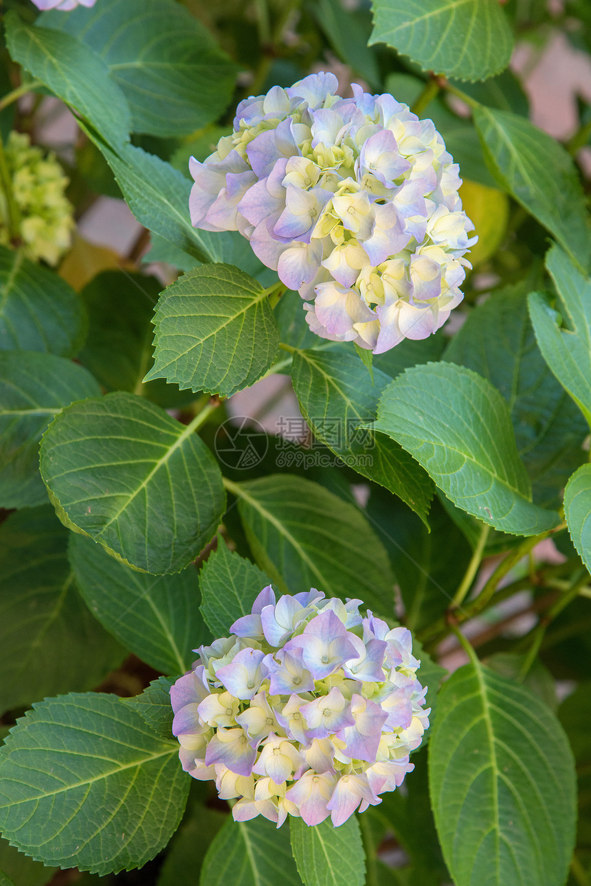 圆环植物群植物脆弱性叶子季节性园艺花瓣图片