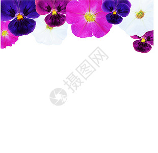 三色堇花期贺卡卡片紫色蓝色中提琴花期花艺花瓣宏观框架设计插画