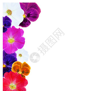 鲜花边境花卡深度宏观中提琴紫色设计植物花瓣边界蓝色高清图片
