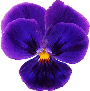 三色堇花期鲜花设计花头宏观蓝色中提琴花瓣花艺紫色深度正方形插画