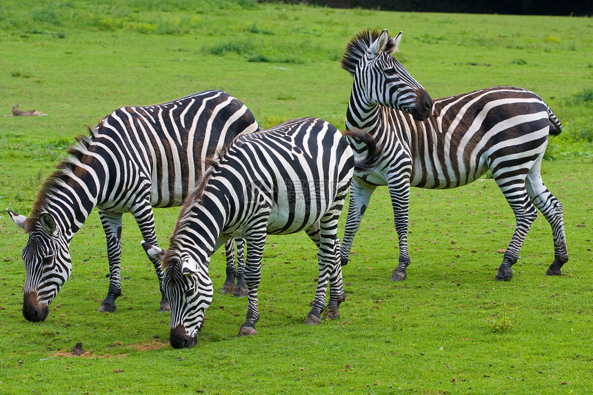 绿草上三斑马囚禁团体动物绿色白色皮肤隐藏条纹野生动物荒野图片