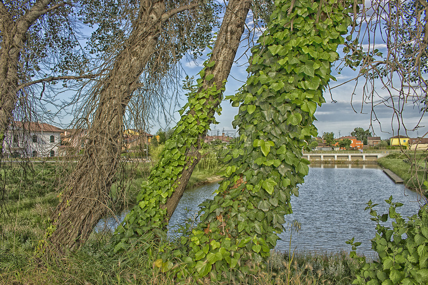 沿水渠一带的树木上常春藤图片