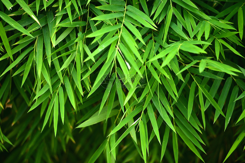 竹叶叶植物摄影衬套树叶枝条文化热带竹叶草族叶子图片