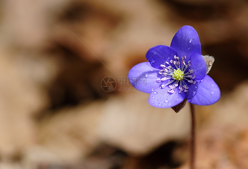 春花环境场地射线蓝色叶子花朵花园宏观植物季节图片