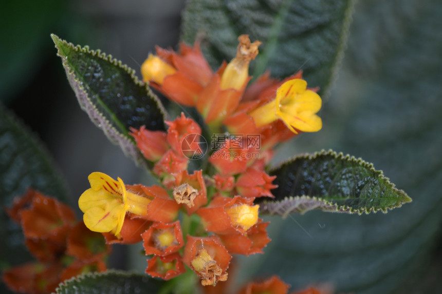 含有黄花粉的热带花朵植物群花粉植物树叶黄色叶子绿色图片