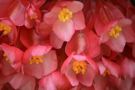 红光鲜花植物群绿色叶子植物花粉背景图片