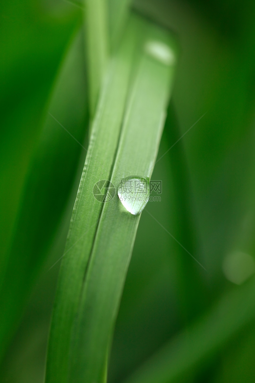 草草上露珠花园季节天气空气自由生长绿色叶子植物生态图片