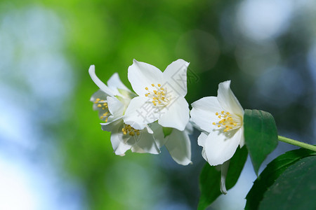 茉莉花环境枝条宏观生长花头空气压痛植物白色生态高清图片
