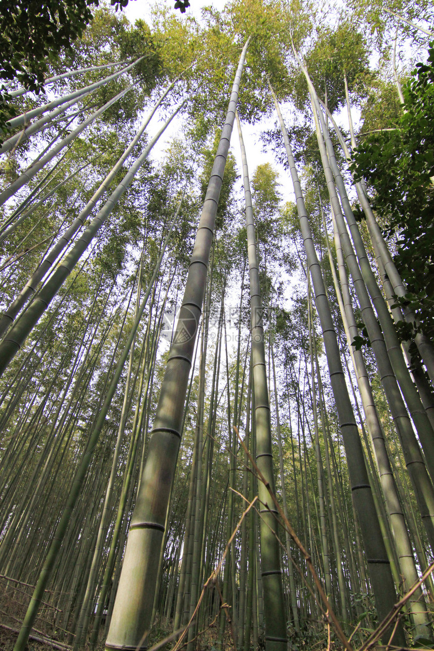 日本京都竹林木头冥想植物树干季节公园线条花园乡村叶子图片