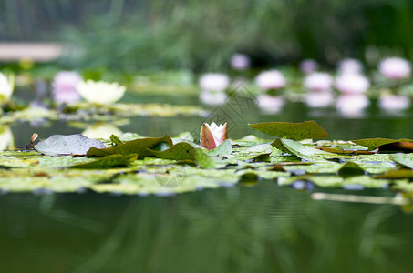 水上露莲花的图像公园环境花瓣水池娱乐墙纸荷花植物传统叶子背景图片