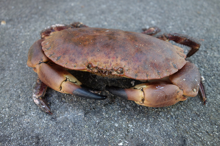 癌症病原体蟹食物海鲜黑色甲壳纲营养眼睛海洋棕色荒野水泥图片