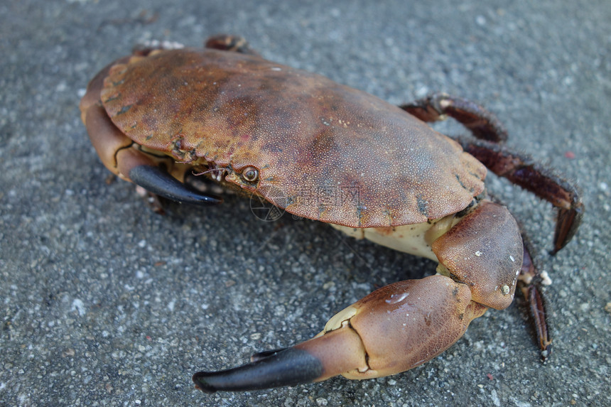 癌症病原体蟹海洋食物荒野棕色栗色红色营养海鲜眼睛黑色图片