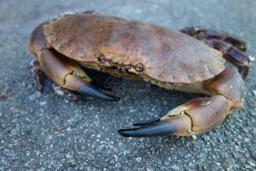 癌症病原体蟹食物短尾海鲜水泥红色野生动物棕色栗色营养眼睛图片