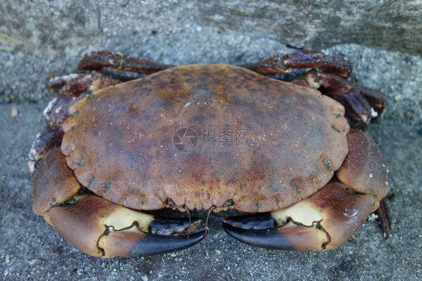 癌症病原体蟹黑色短尾荒野甲壳纲棕色野生动物海洋红色营养眼睛图片