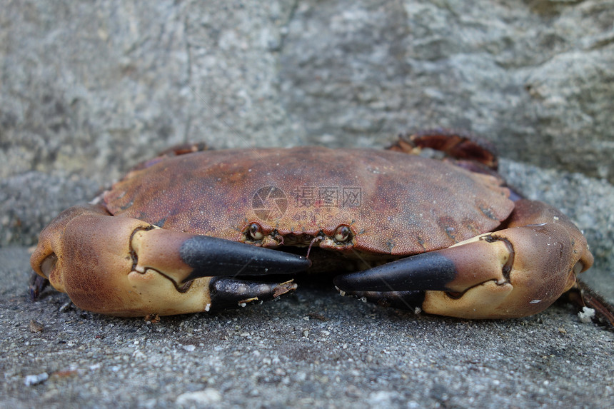 癌症病原体蟹甲壳纲水泥黑色棕色栗色红色野生动物海鲜食物短尾图片