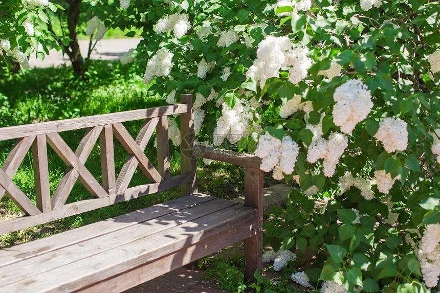 美丽的花朵和木制长椅的花园和木板绿色植物场景国家木头植物孤独公园登山者衬套生长图片