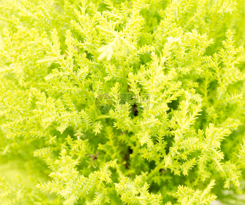 绿色植物背景针叶履历植物绿色红色季节活力松树花园乔木图片