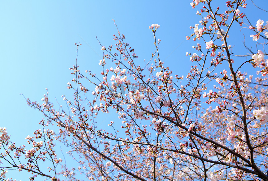 樱花花压痛花瓣蓝色植物天空叶子粉色季节图片