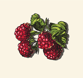 草莓矢量插图食物绘画花园季节果汁饮食市场菜单叶子植物背景图片