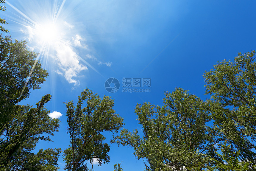 蓝天上的树晴天树叶生态植物学阳光太阳杨树植被植物群森林图片