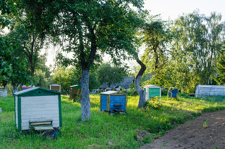 几个蜜蜂素材林晒之间横行的蜂房 开照农村花园背景