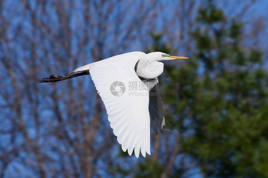 大Egret飞行羽毛野生动物白色翅膀白鹭树木图片