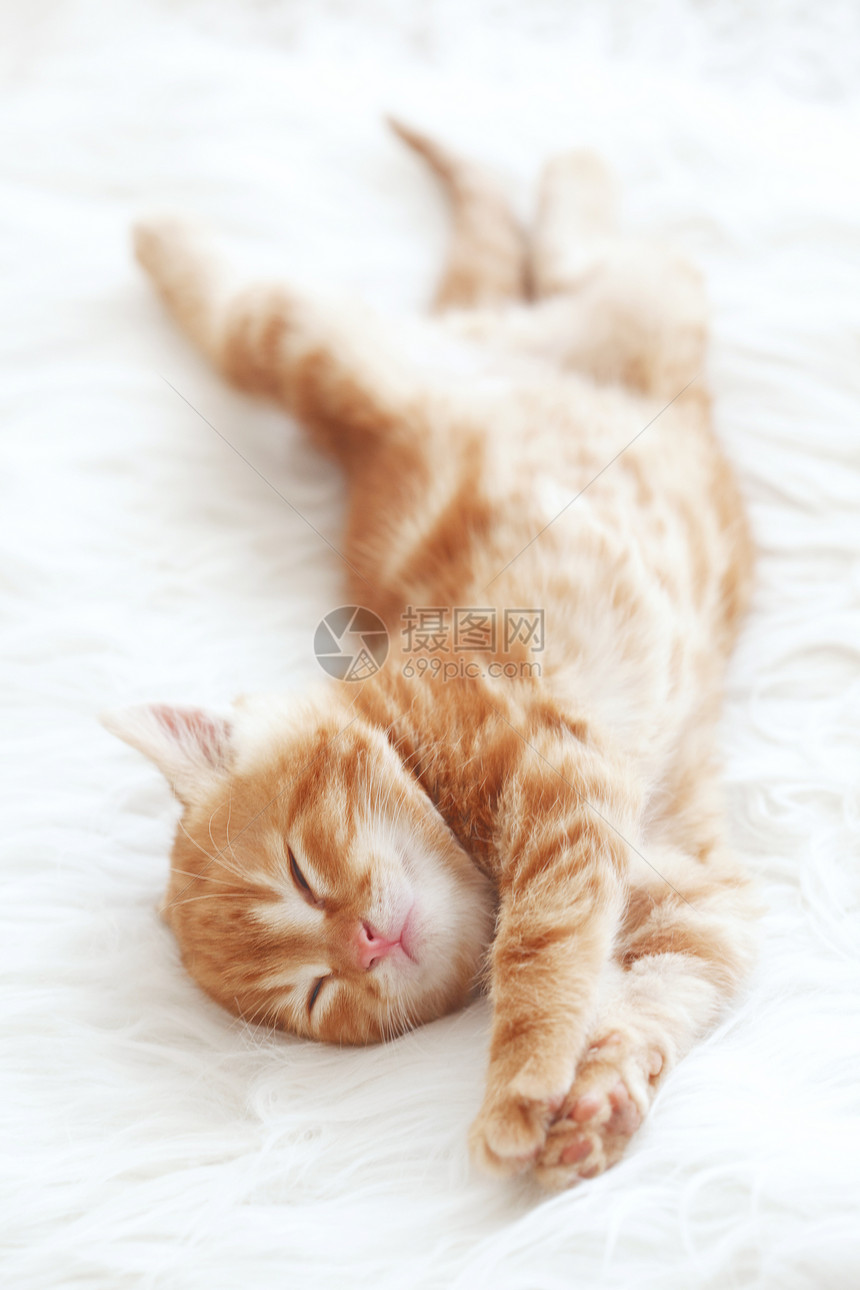 红小猫睡眠休息红色宠物白色毯子动物橙子黄色奶油图片