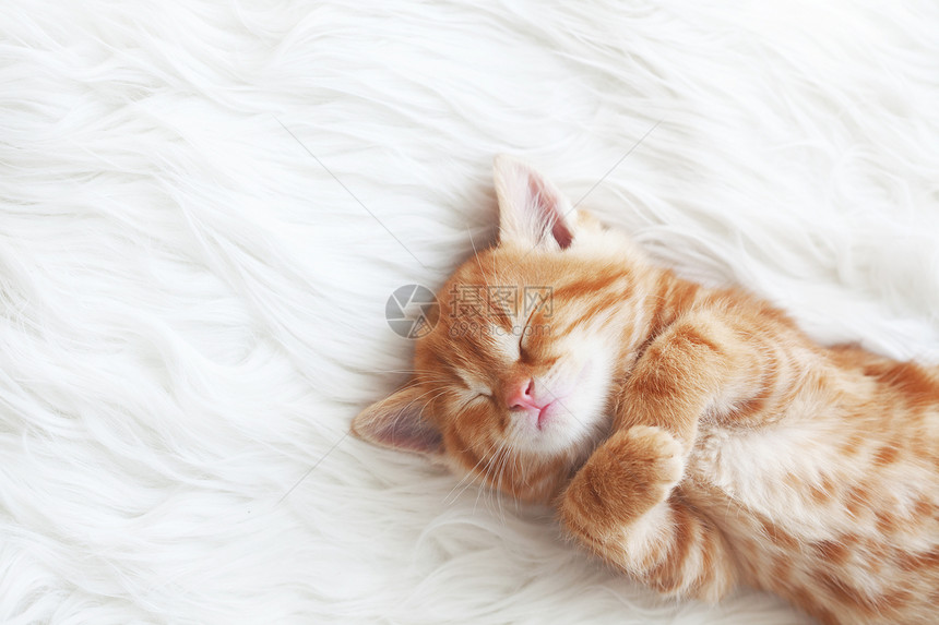红小猫头发睡眠婴儿宠物红色休息猫科动物毛皮毯子黄色图片