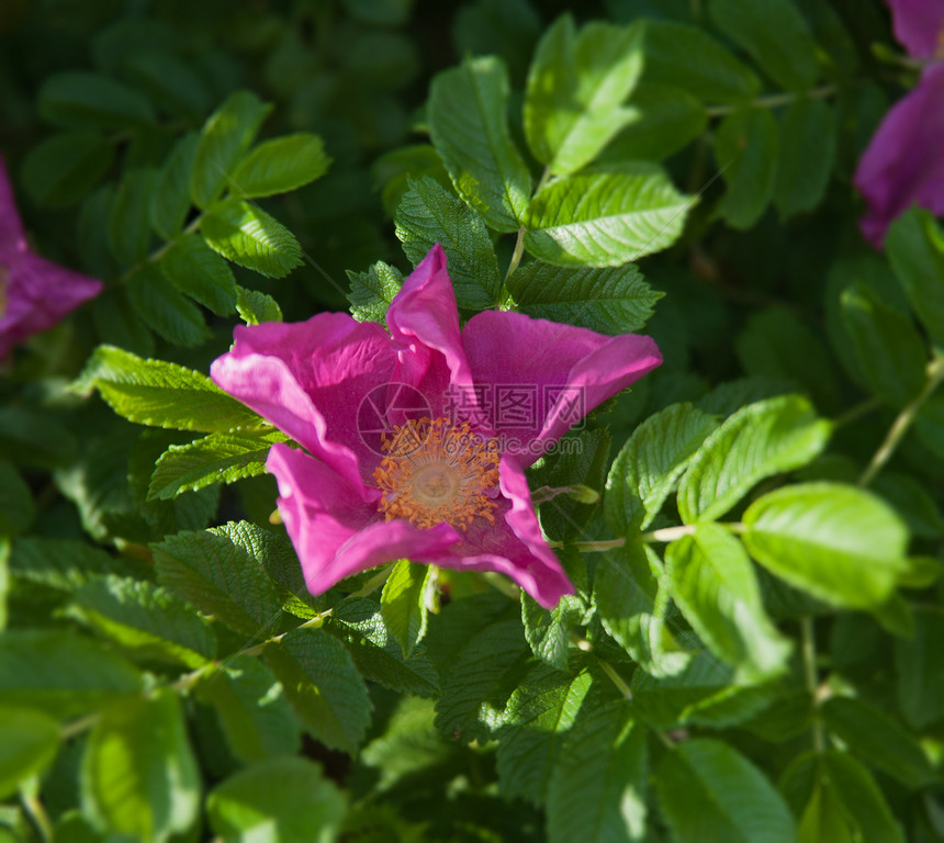 狗玫瑰花疗效草本植物花园叶子季节荒野植物草本宏观绿色图片