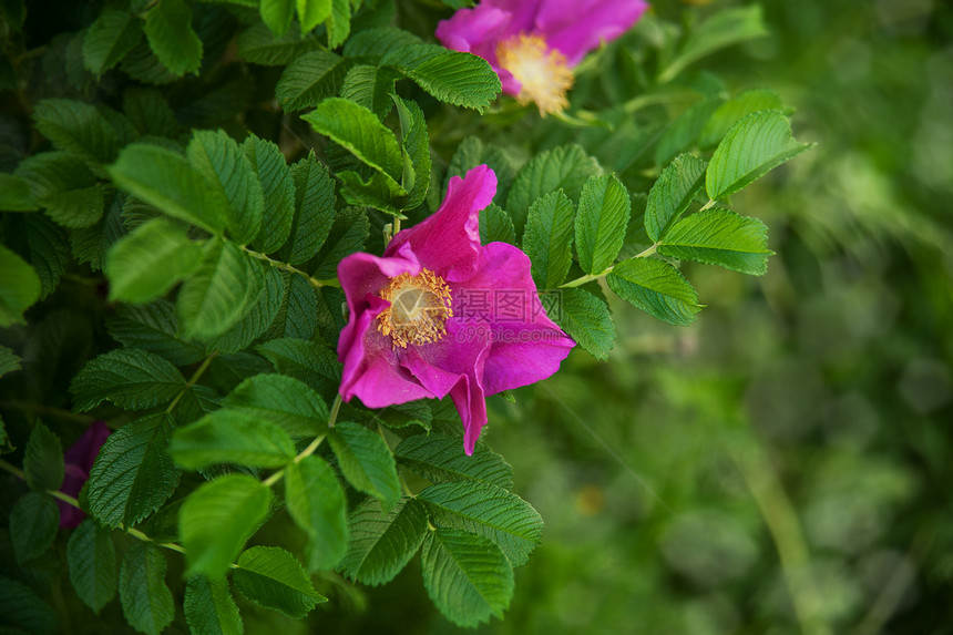 狗玫瑰花季节草本荒野植物疗效花园衬套红色叶子植物学图片