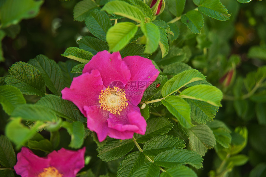 狗玫瑰花绿色荒野宏观草本植物植物衬套粉色红色草本疗效图片