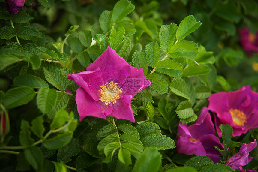 狗玫瑰花季节花朵绿色植物学衬套花瓣植物粉色草本叶子图片