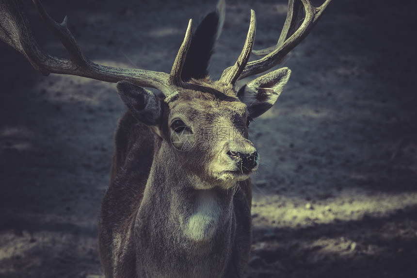 鹿有角荒野号角国家野生动物哺乳动物高地喇叭绵羊动物岩石图片
