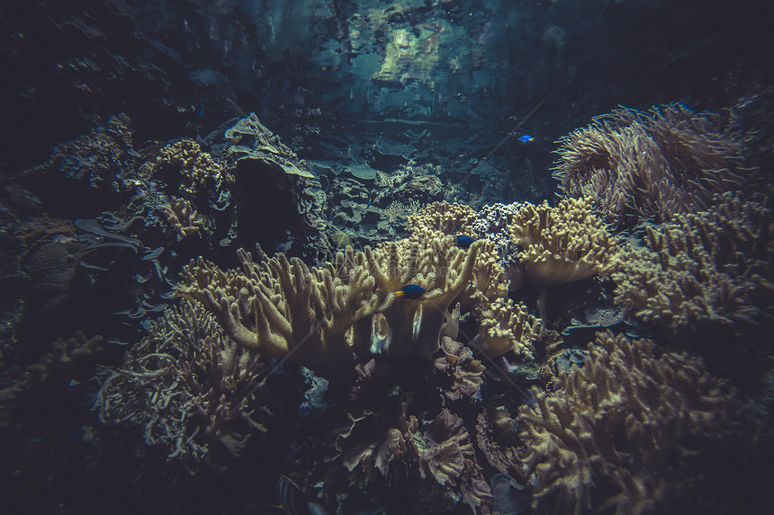 小型珊瑚礁生态系统系统生物水族馆潜水野生动物环境珊瑚旅行游泳盐水海绵图片