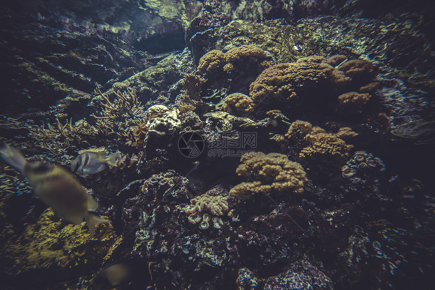 小型珊瑚礁生态系统系统生活殖民地盐水环境多样性热带珊瑚海绵潜水游泳图片