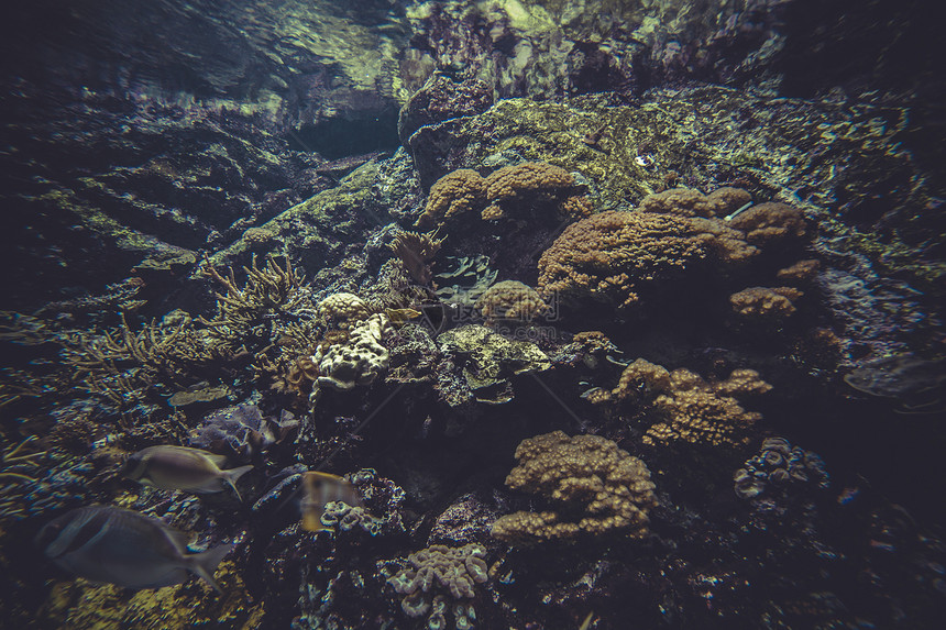 水下 小珊瑚礁生态系统图片