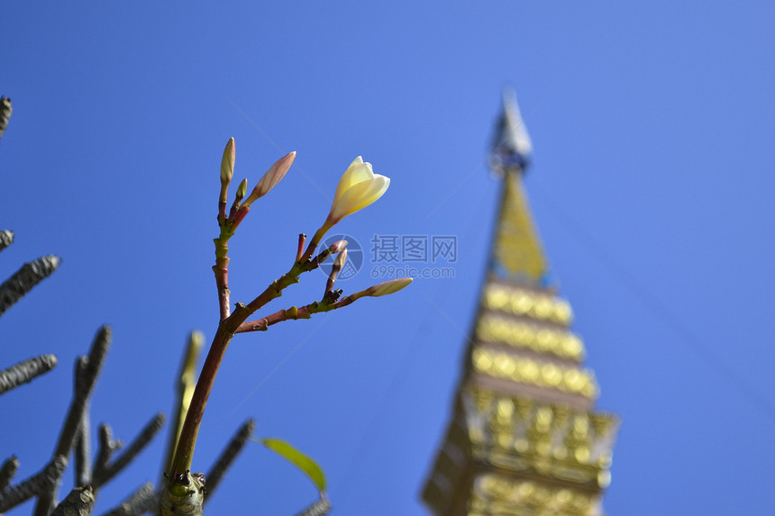 弗朗吉帕尼和帕塔阳光建筑背光文化古董寺庙花园旅游鸡蛋花太阳图片