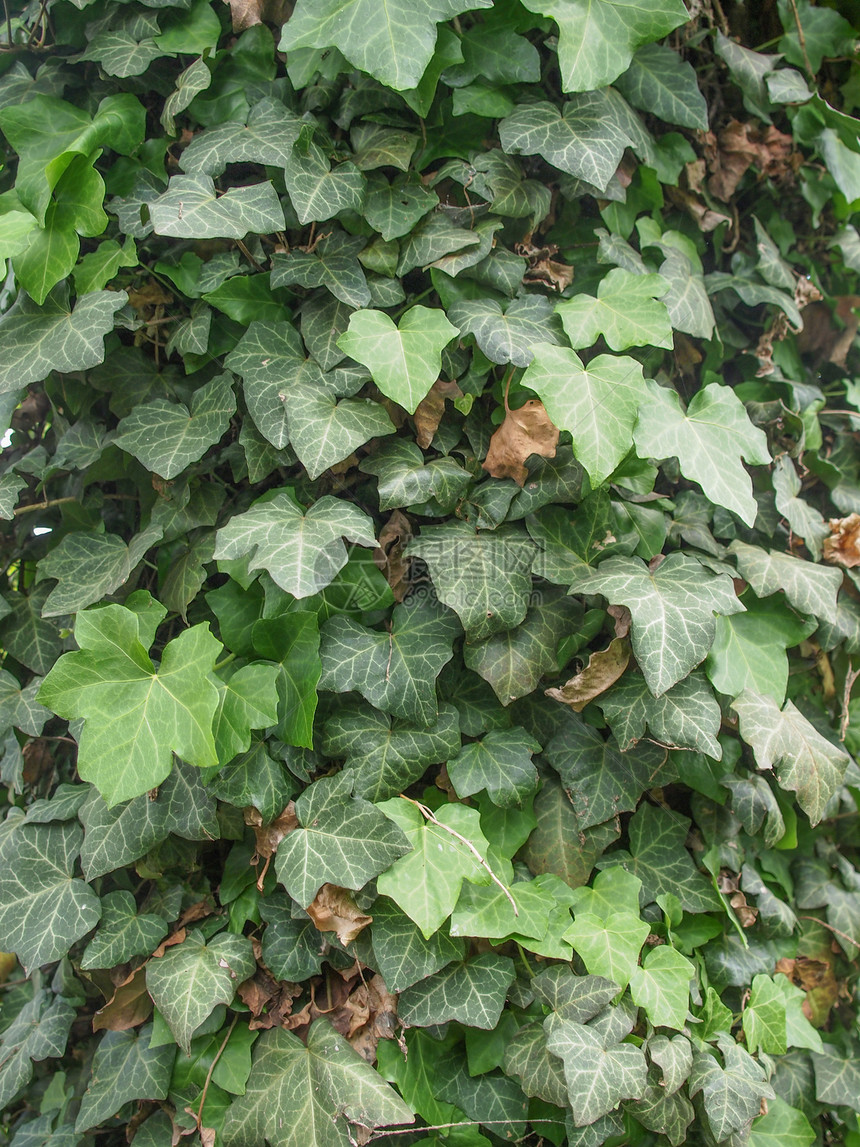 藤叶树叶材料绿色植物植物植被绿色图片