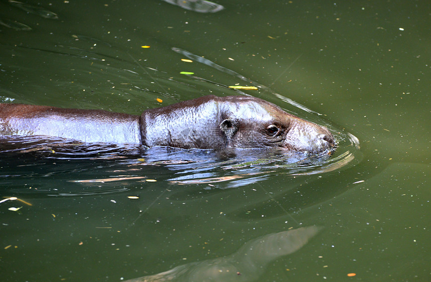 在水中的俾格米河马河马侏儒野生动物沼泽荒野游泳哺乳动物动物草食性图片