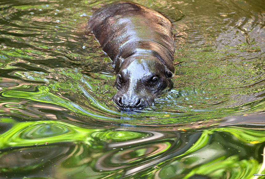 在水中的俾格米河马哺乳动物侏儒河马荒野野生动物沼泽草食性动物游泳图片