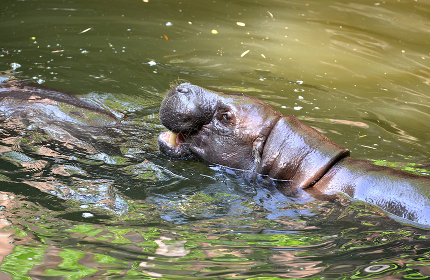 在水中的俾格米河马野生动物游泳侏儒沼泽动物河马荒野哺乳动物草食性图片