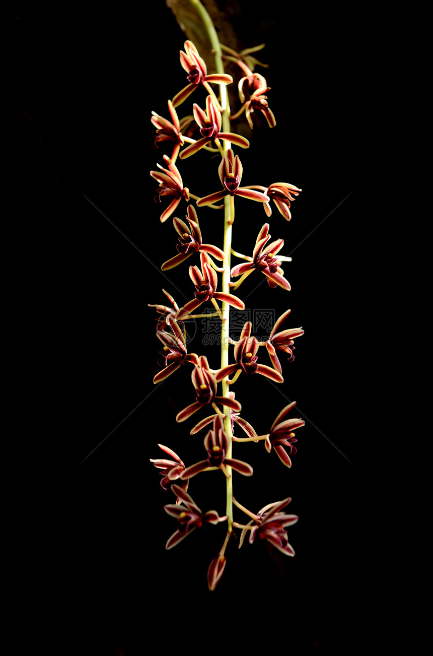 化异国叶子花瓣植物花园热带情调植物学兰花图片
